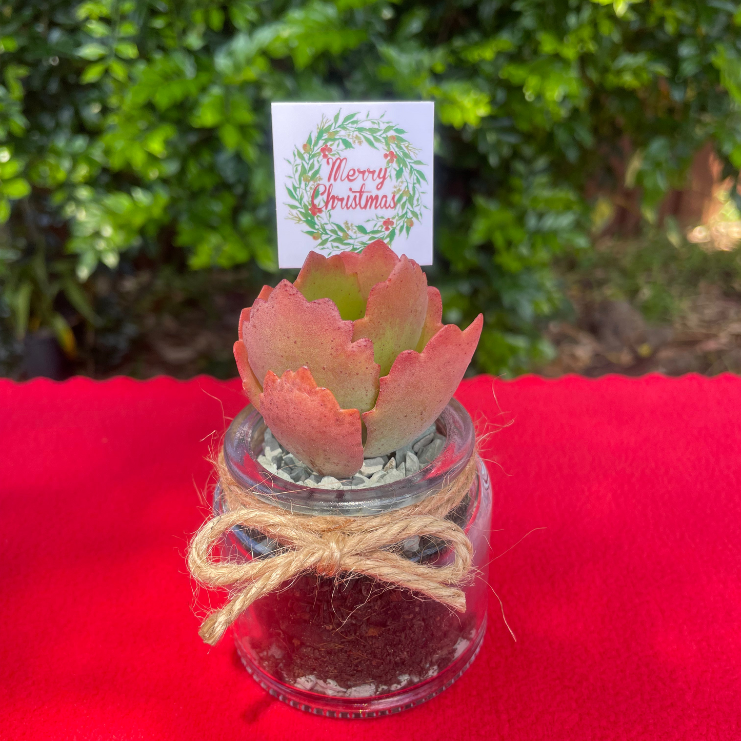 Christmas Succulent Favours in Glass Vases with Custom Tags Local Pickup