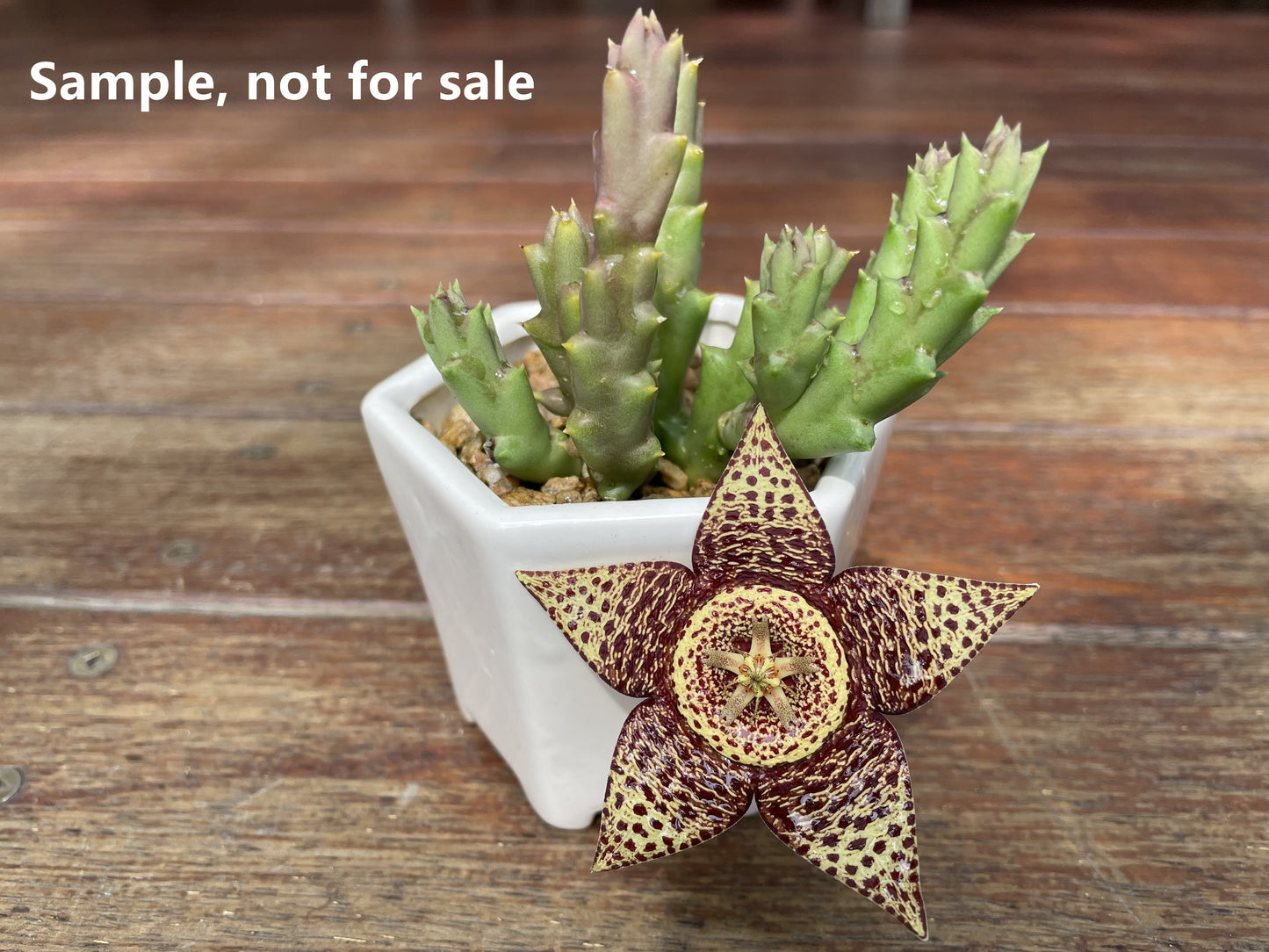 Star fish succulent live plant