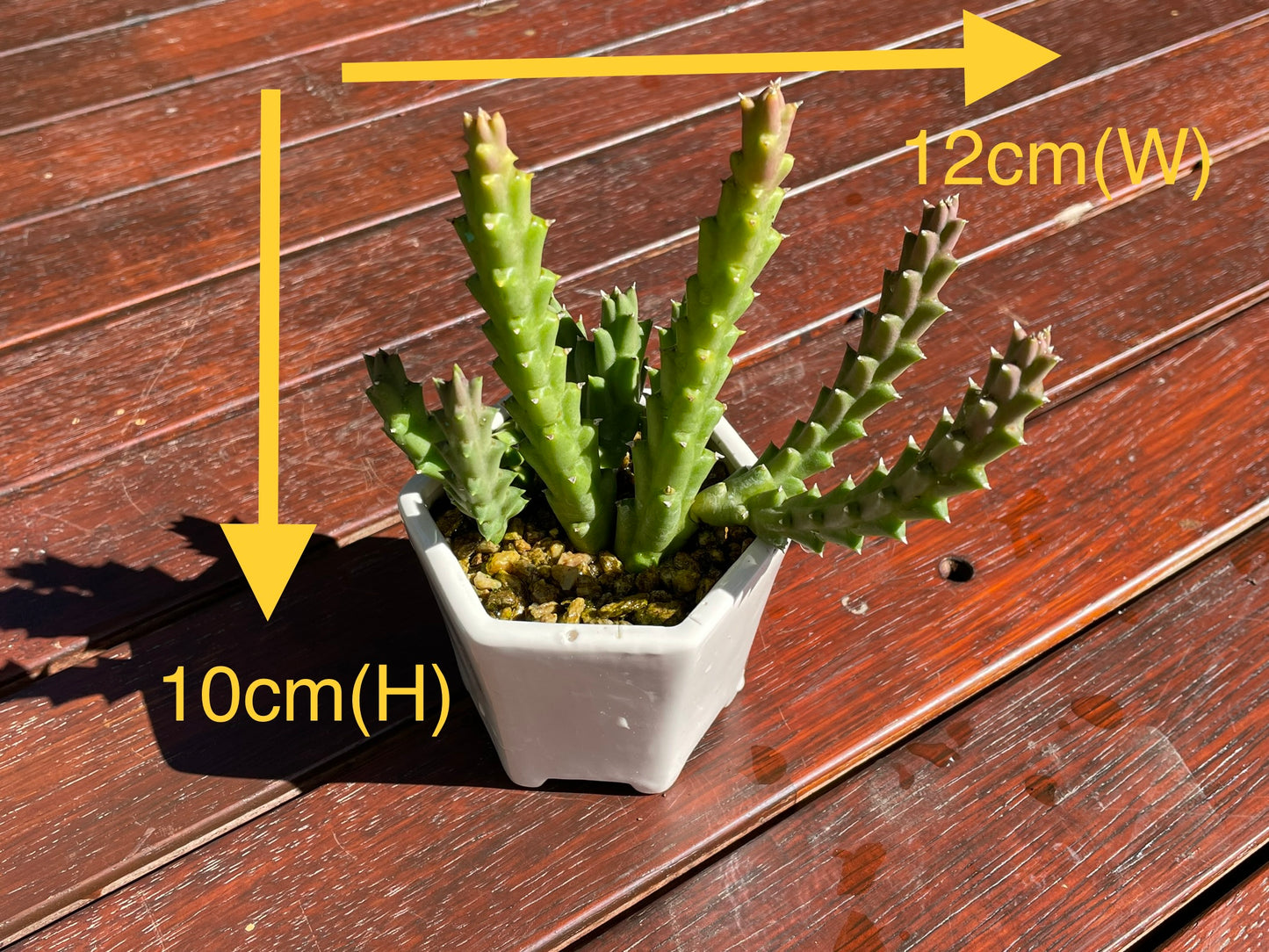 Star fish succulent live plant