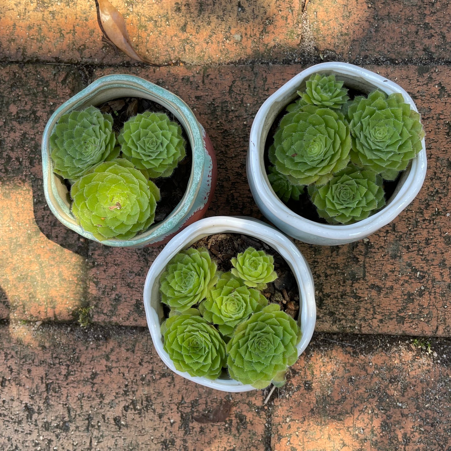 Sempervivum Succulent plant
