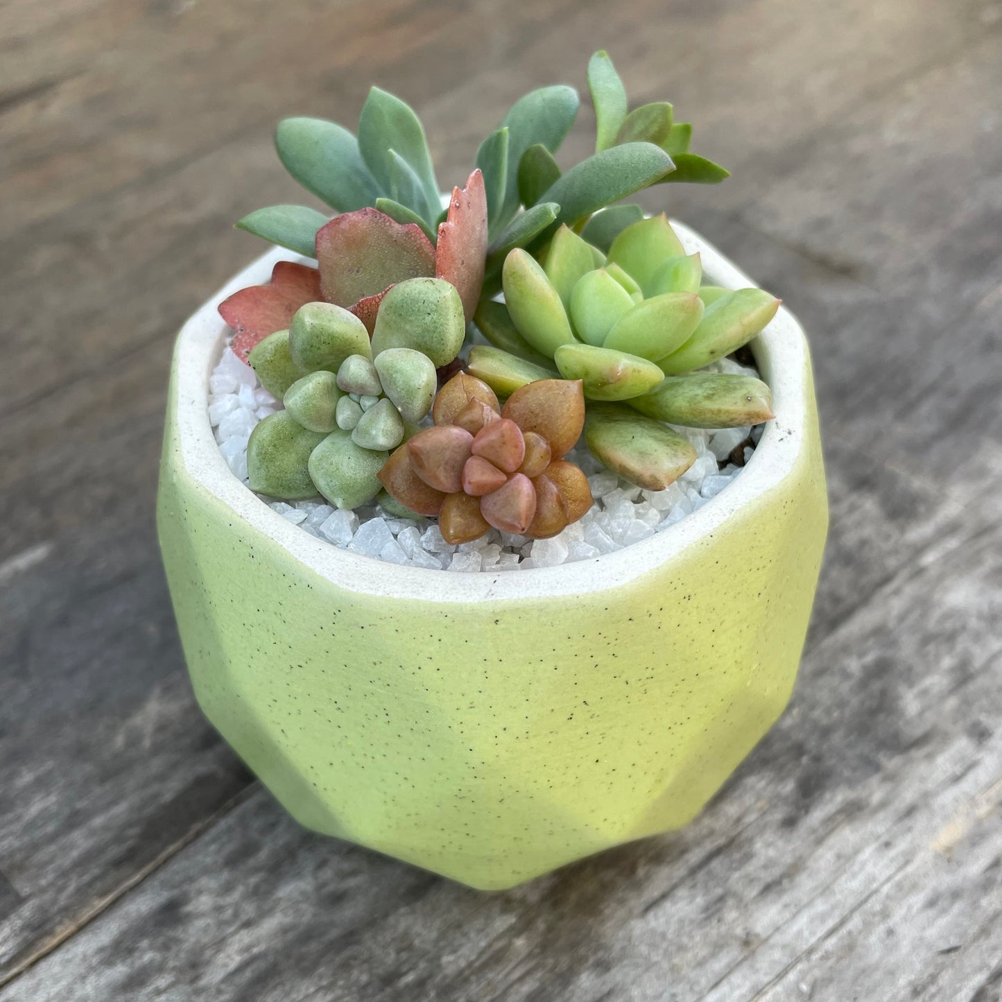 Succulent Favour | Seasonal Succulent Arrangements for Weddings & Events | Local Pick-Up in Gymea, NSW 2227