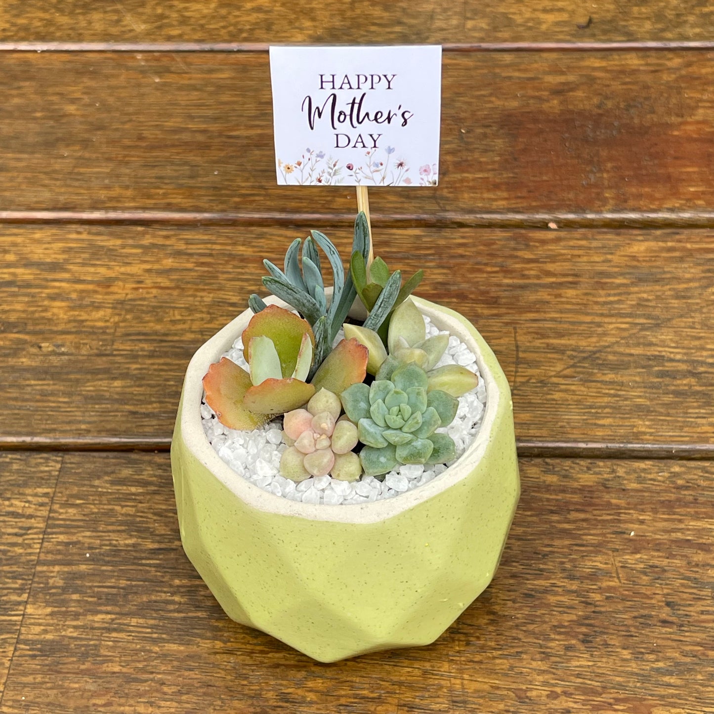 Succulent Favour | Seasonal Succulent Arrangements for Weddings & Events | Local Pick-Up in Gymea, NSW 2227