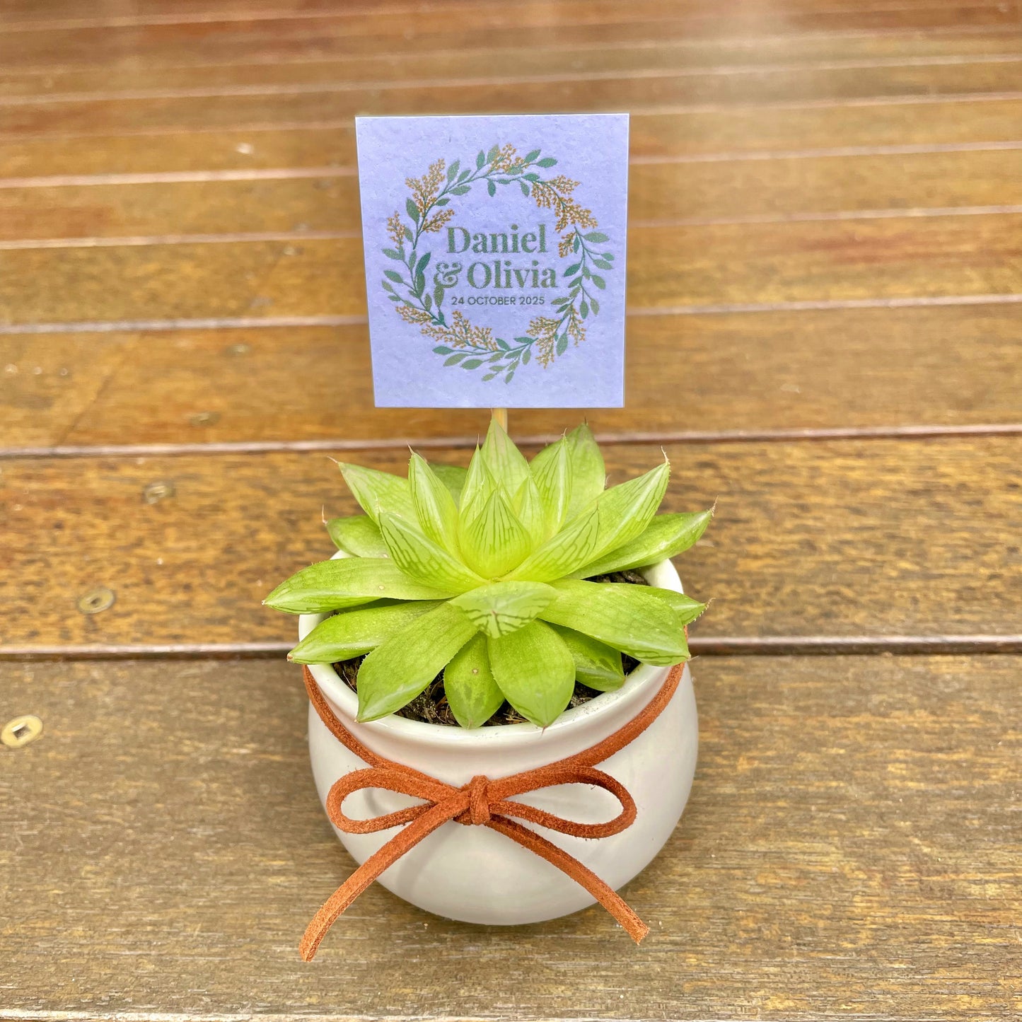 Wedding Succulent Favours – White Ceramic Pot 6.5cm – Eco-Friendly Guest Gifts, Personalised Tags, Gymea NSW Pick Up