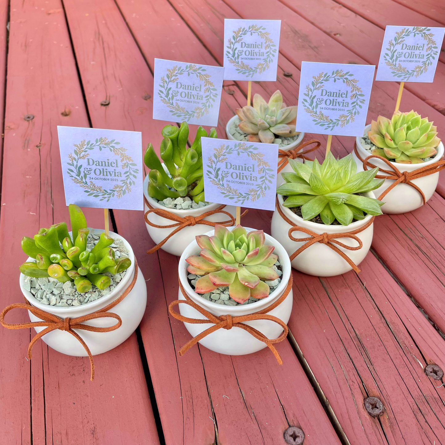Wedding Succulent Favours – White Ceramic Pot 6.5cm – Eco-Friendly Guest Gifts, Personalised Tags, Gymea NSW Pick Up
