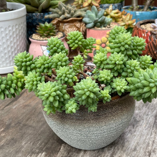 Succulent Sedum Billy Beans Live Plant