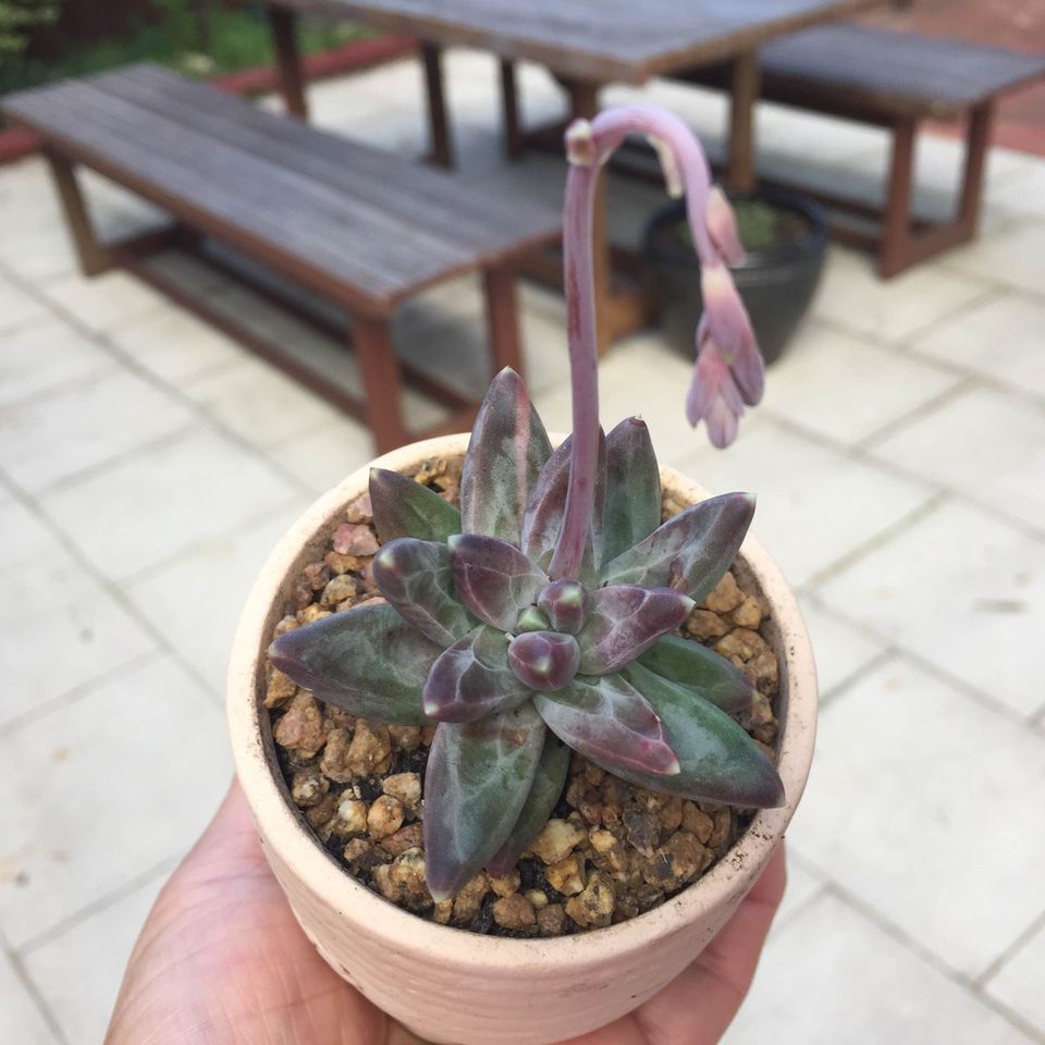 Maifan Stone 3-5mm Succulent Natural Pebbles Terrariums Bonsai Succulent Top Dressing Free Shipping