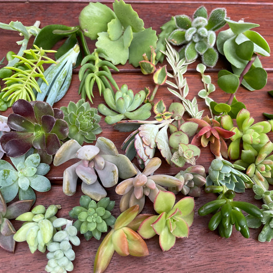 30x Fresh Succulent Cuttings Mix Pack – DIY Fairy Garden & Succulent Starter Kit