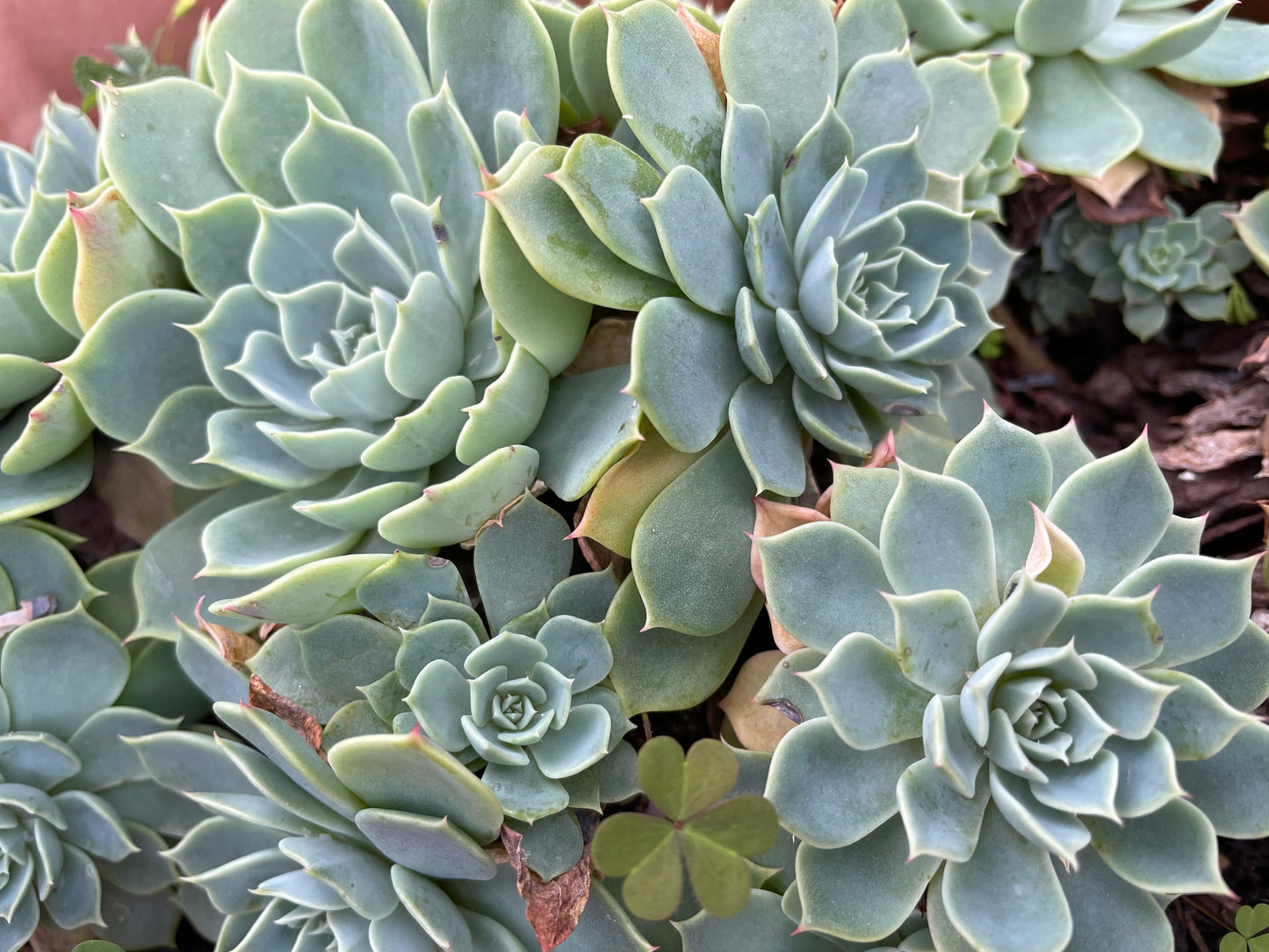30x Fresh Succulent Cuttings Mix Pack – DIY Fairy Garden & Succulent Starter Kit