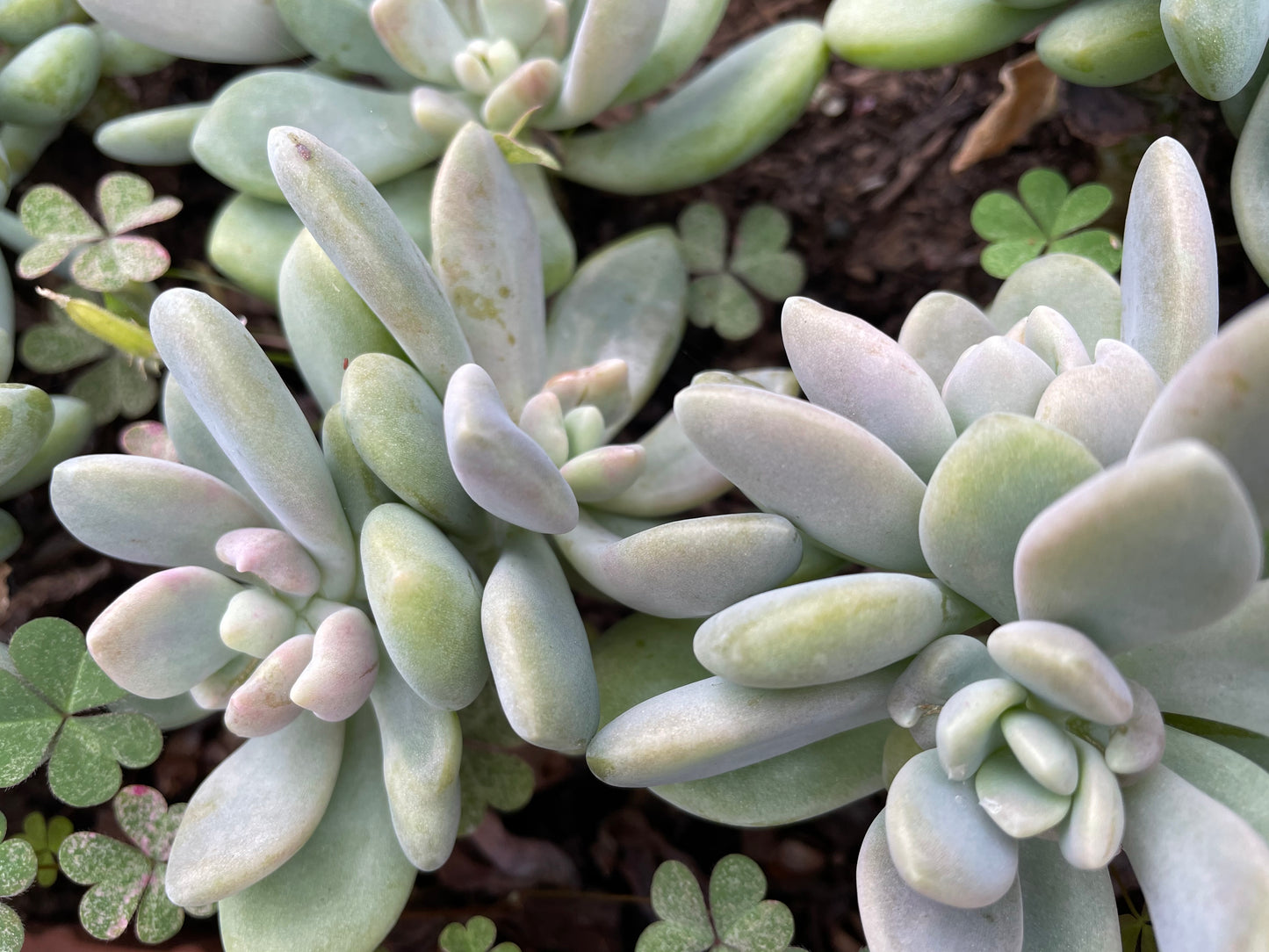 30x Fresh Succulent Cuttings Mix Pack – DIY Fairy Garden & Succulent Starter Kit