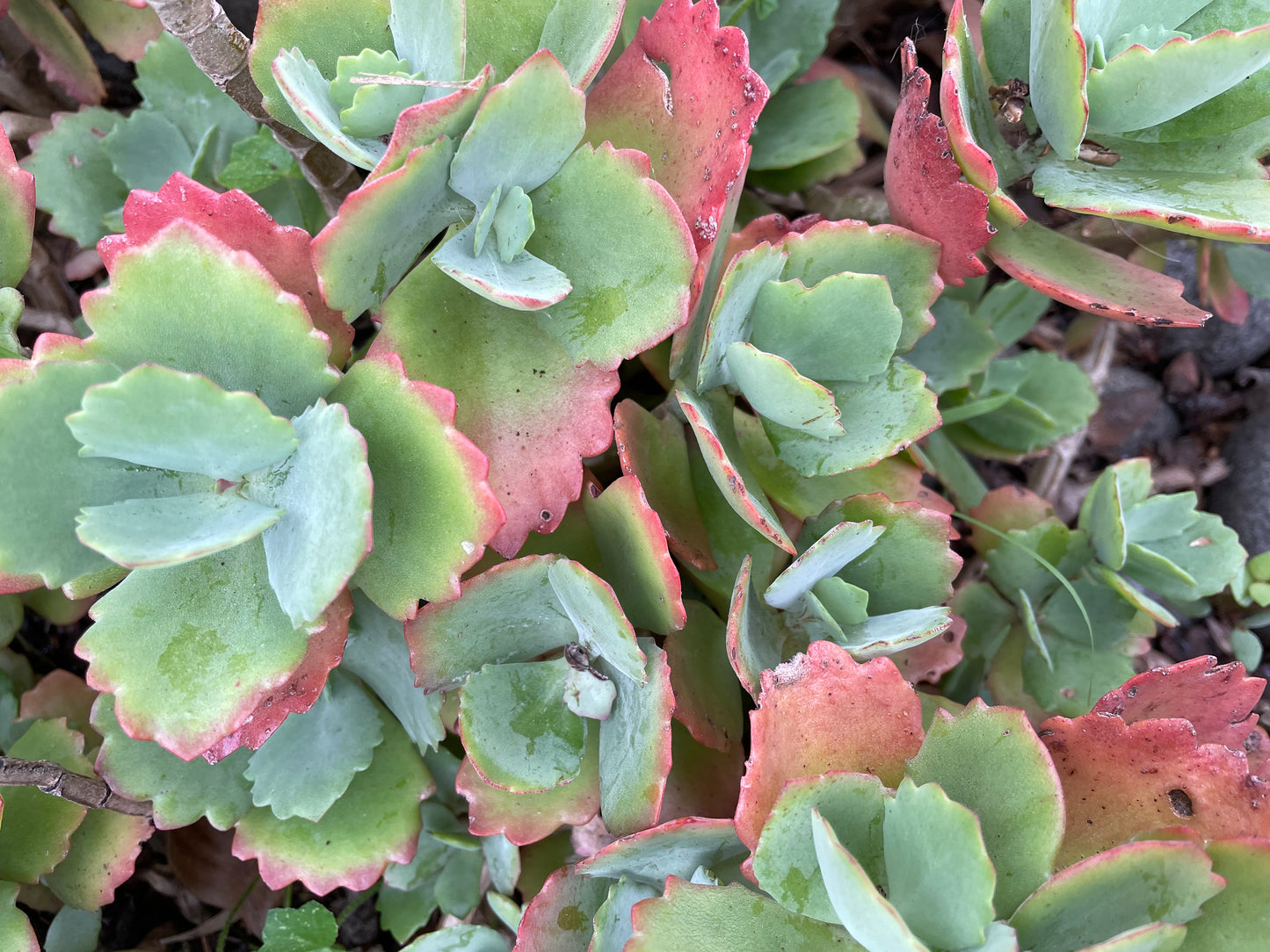 30x Fresh Succulent Cuttings Mix Pack – DIY Fairy Garden & Succulent Starter Kit