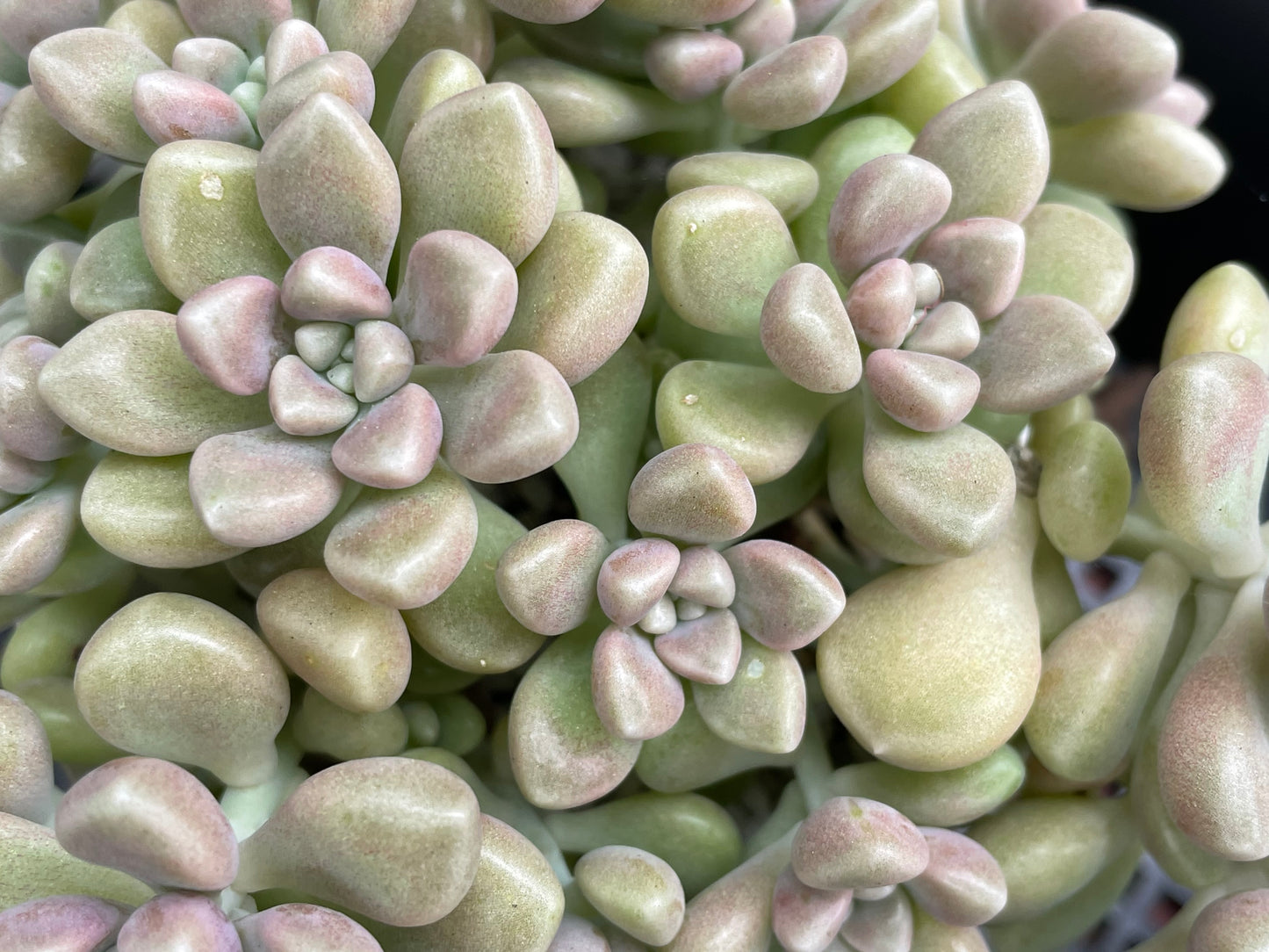 30x Fresh Succulent Cuttings Mix Pack – DIY Fairy Garden & Succulent Starter Kit