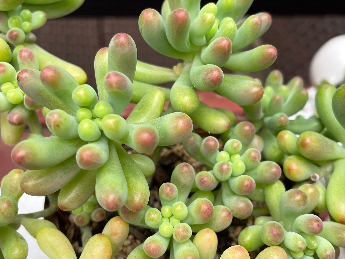 30x Fresh Succulent Cuttings Mix Pack – DIY Fairy Garden & Succulent Starter Kit