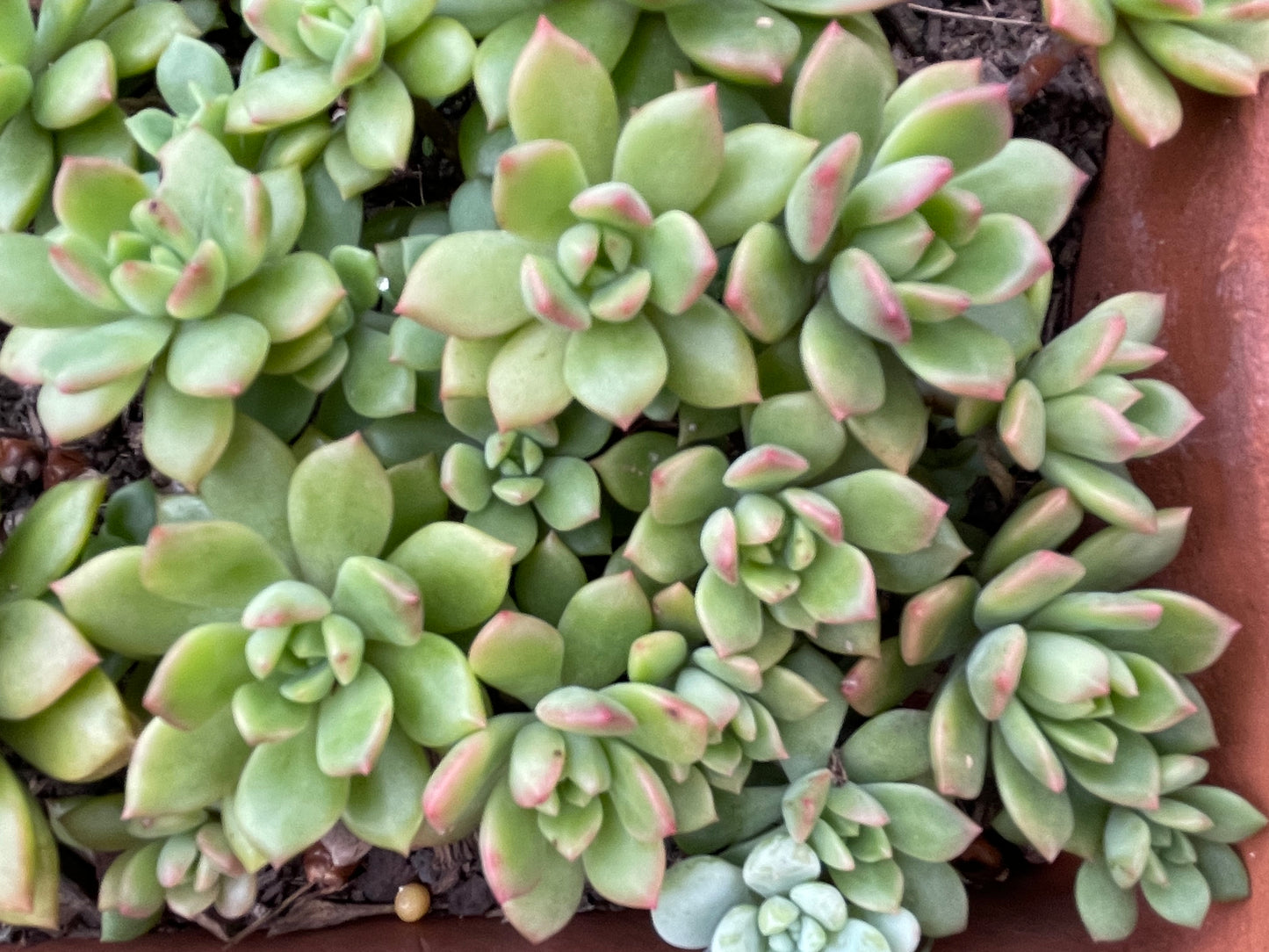 30x Fresh Succulent Cuttings Mix Pack – DIY Fairy Garden & Succulent Starter Kit