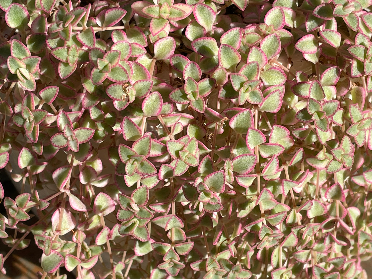 30x Fresh Succulent Cuttings Mix Pack – DIY Fairy Garden & Succulent Starter Kit