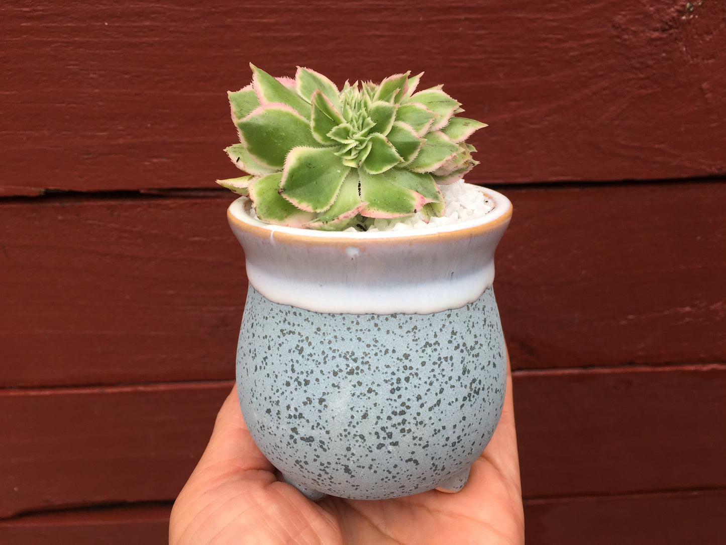 6 Mini Ceramic Succulent Pots with Feet