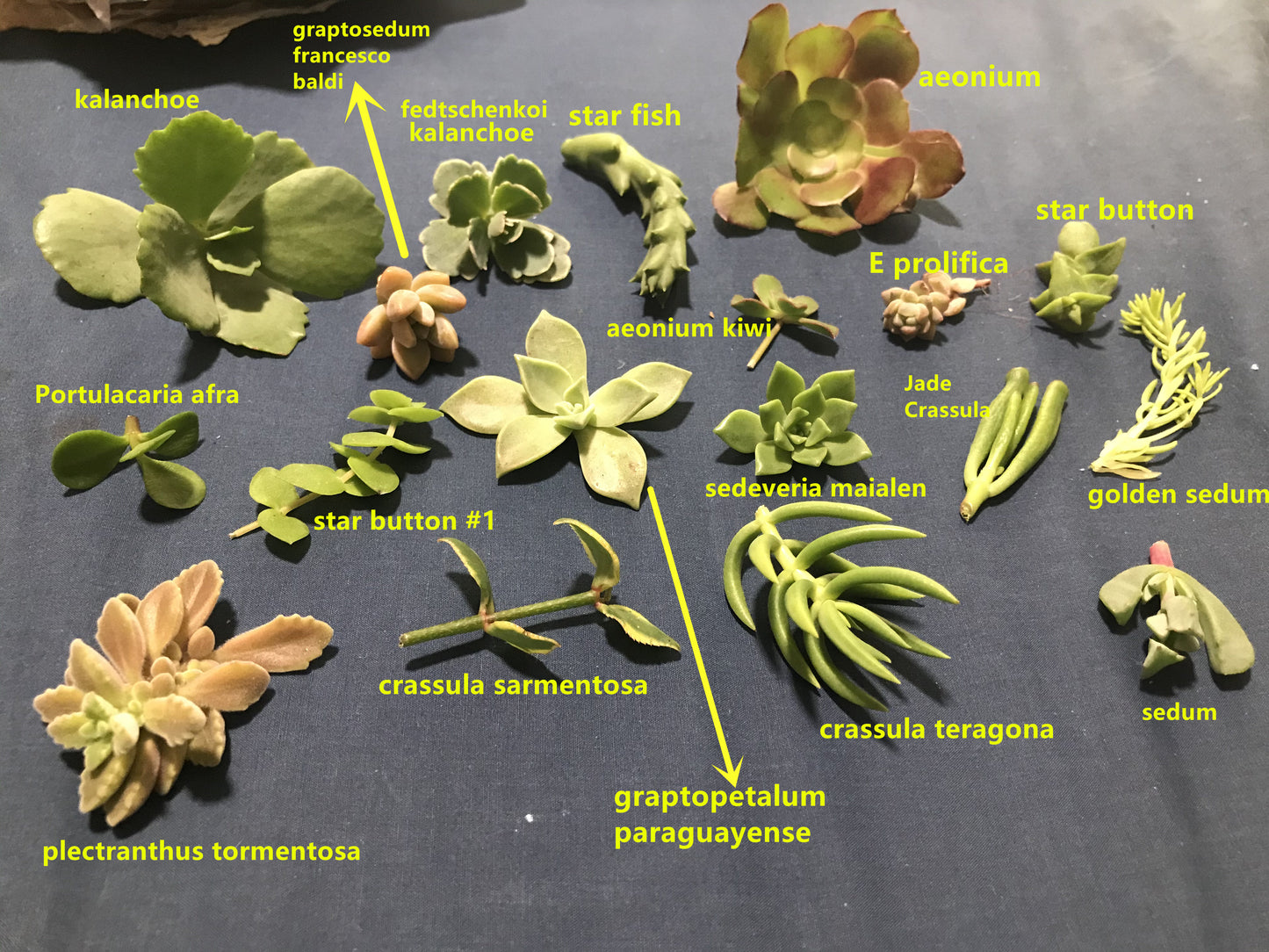 30x Fresh Succulent Cuttings Mix Pack – DIY Fairy Garden & Succulent Starter Kit