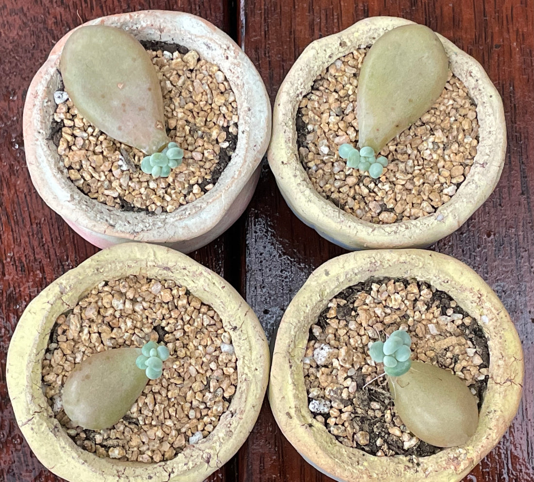 Graptopetalum 'lavender pebbles' leaf propagation