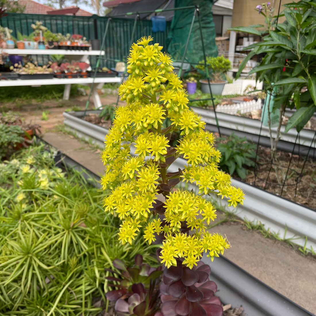 Beautiful aeonium flowers