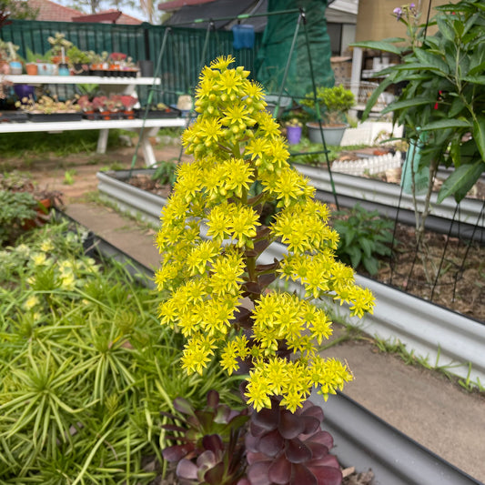 Beautiful aeonium flowers