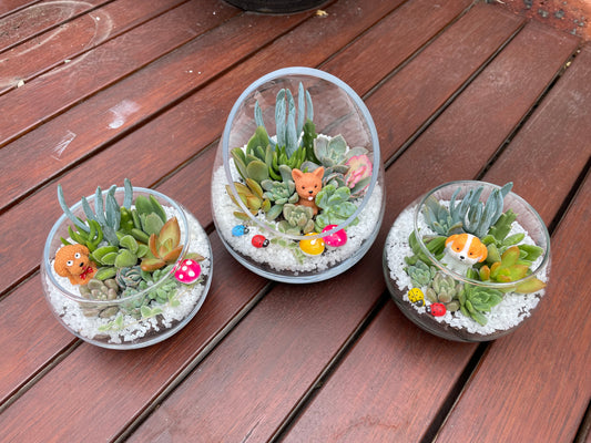 Creative Succulent Arrangement Gift Ideas