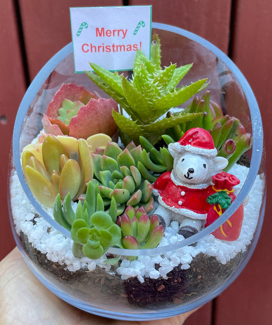 A unique Christmas succulent arrangement