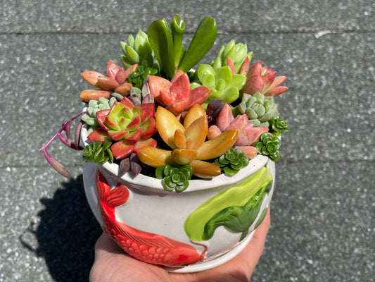 Beautiful succulent arrangement