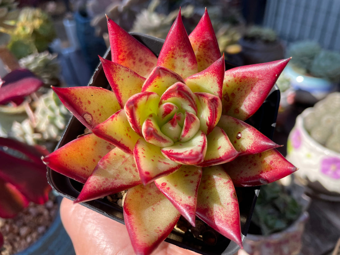 Red Echeveria Agavoides