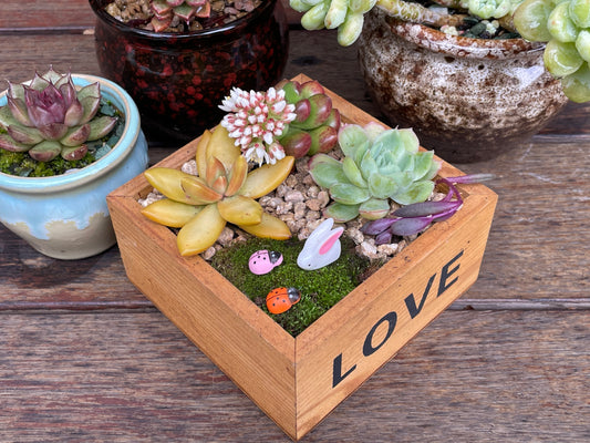 Create your Succulent fairy garden