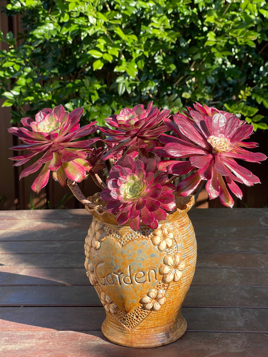 Aeonium Mardi Gras is a stunning succulent