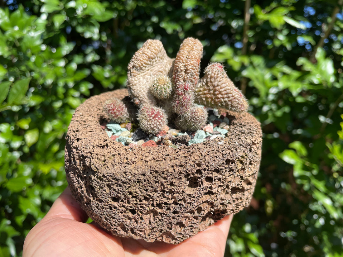 Special volcanic rock pot