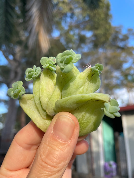 Lovely rose leaves propagation