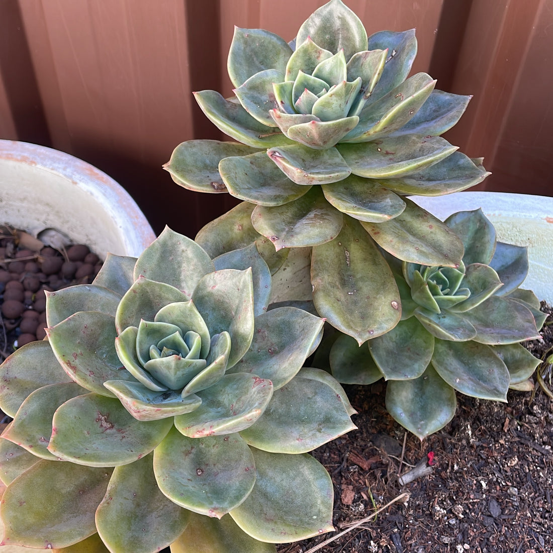 Huge echeveria