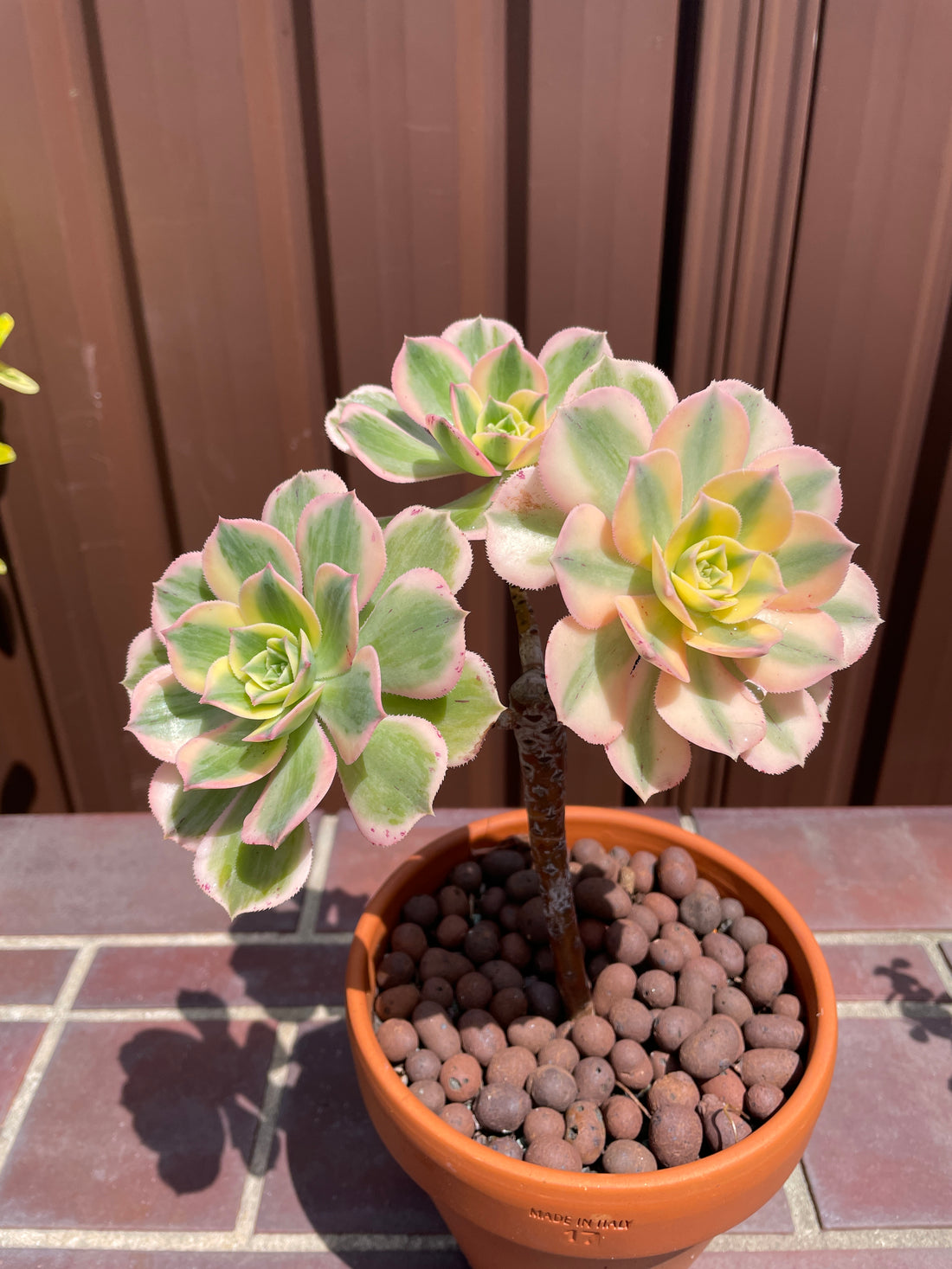 Aeonium sunburst variegated beautiful colours