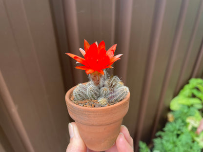 Cactus peanuts red flowers