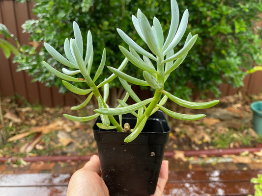 Senecio Blue Chalk Sticks Succulents