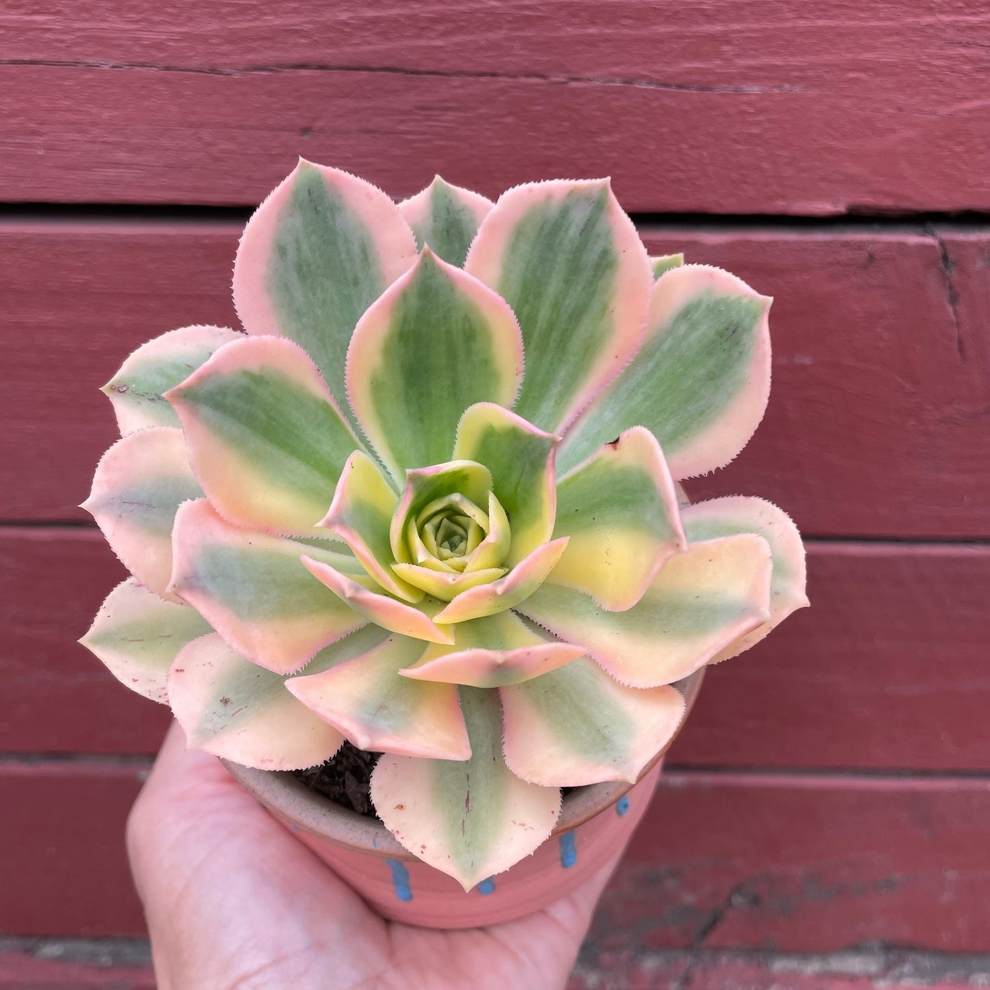 Aeonium Sunburst Variegated