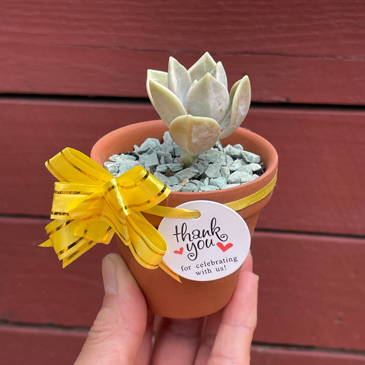 Succulent Favours 7cm Terracotta pot. Only local pickup no delivery