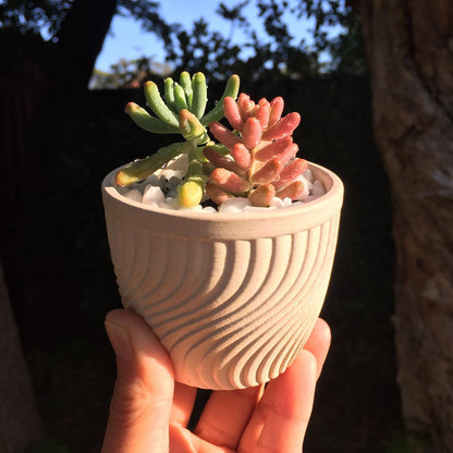 Succulent favour only local pick up from Gymea 2227
