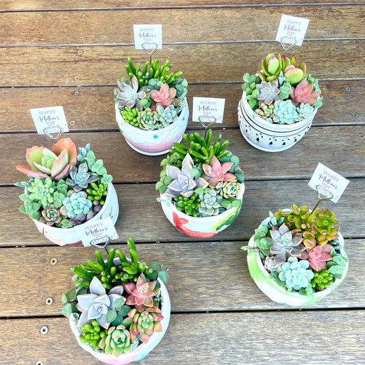 Succulent Favours in Ceramic Pots – Wedding & Event Gifts (Pickup Gymea NSW)