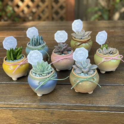 Succulent Wedding Favour