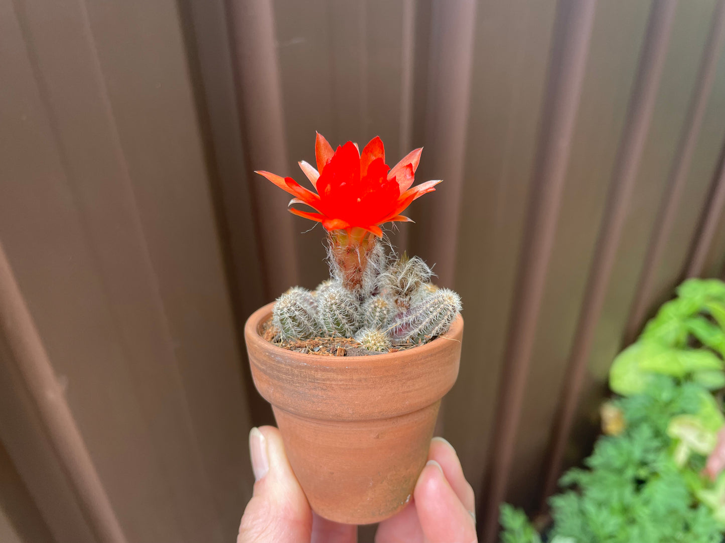 Cactus peanuts red flowers