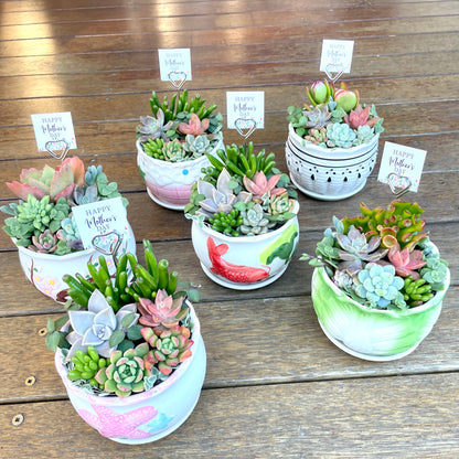 Succulent Favours in Ceramic Pots – Wedding & Event Gifts (Pickup Gymea NSW)