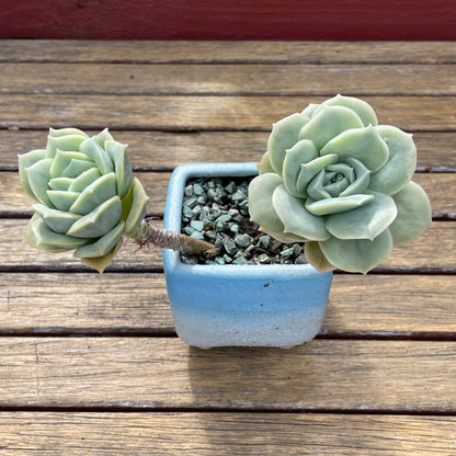 Lovely rose succulent X Graptoveria ‘Lovely Rose’ Variegated
