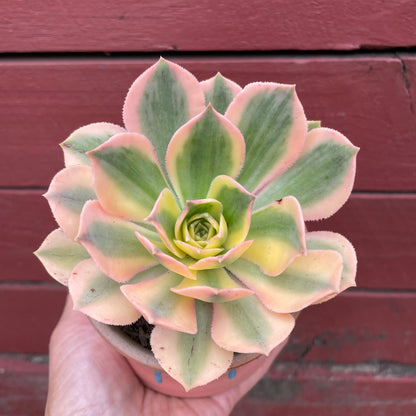 Aeonium Sunburst Variegated