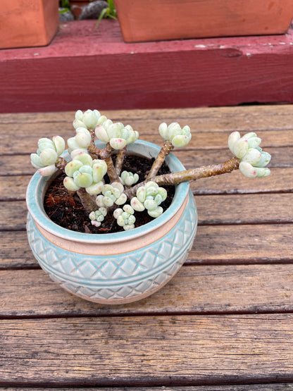 Sedum Clavatum Succulent many heads