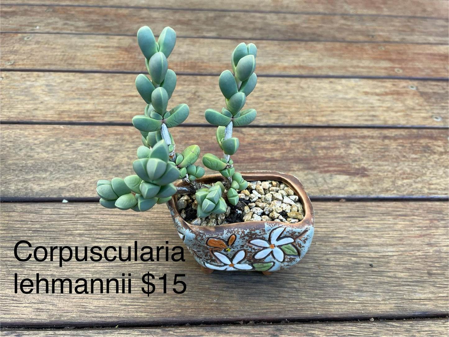 Corpuscularia lehmannii Ice Plant