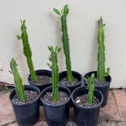 Euphorbia Trigona Green Plant