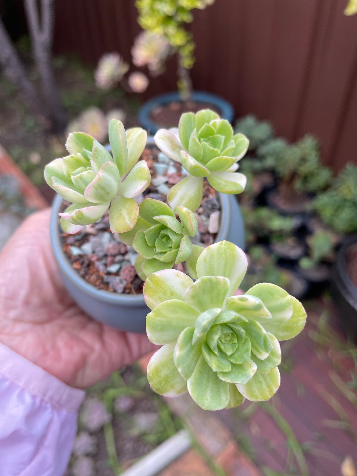 Aeonium Suncup Castello Paivae Variegated - 爱染锦