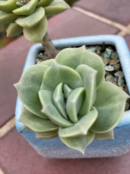 Lovely rose succulent X Graptoveria ‘Lovely Rose’ Variegated