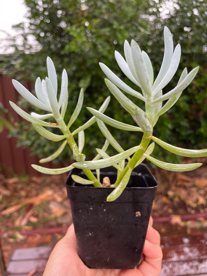 Senecio Blue Chalk Sticks Succulents